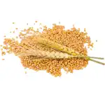 Cereal Grain